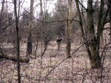 img028.jpeg.small.jpeg