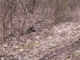 img051.jpeg.small.jpeg